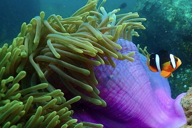 Scuba Diving For Beginners - How the 8:30 or 1:30 schedule actually feels