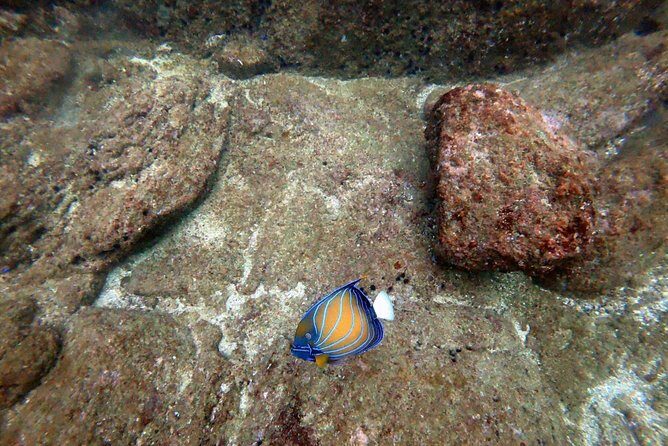 Scuba Diving in Mirissa - Key highlights you should care about