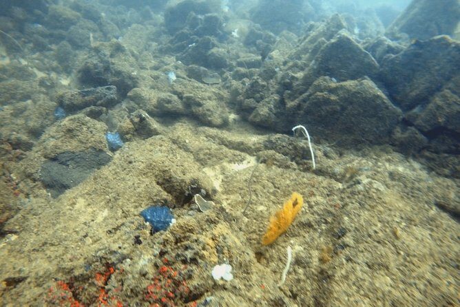 Scuba Diving in Mirissa - Mirissa’s marine life focus: why wreck areas matter