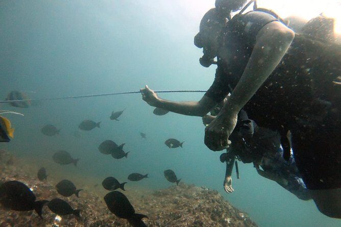 Scuba Diving in Mirissa - Logistics in Mirissa: pickup, mobile ticket, and easy return