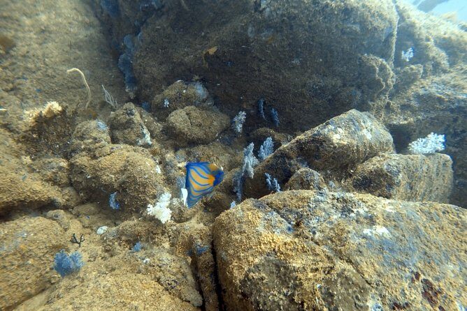 Scuba Diving in Mirissa - Price check: is $75 per person a good deal?