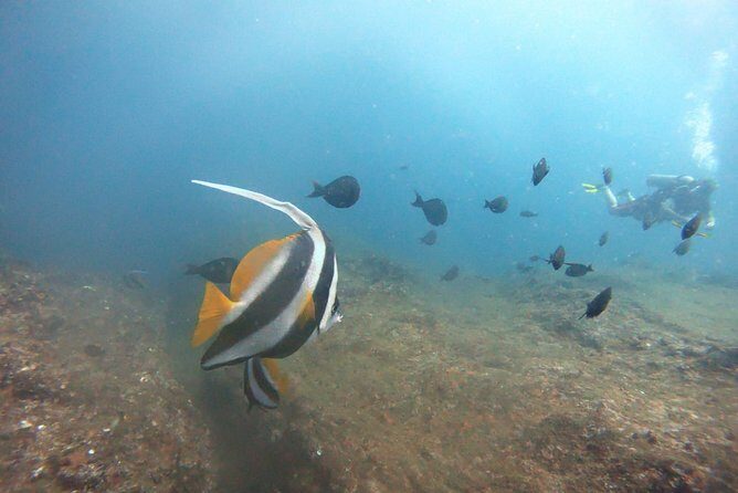 Scuba Diving in Mirissa - Who should book this scuba session in Mirissa?