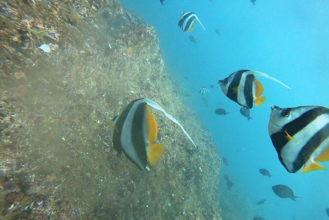 Scuba Diving in Mirissa - What you’ll likely see: schooling fish, soft corals, and macro surprises