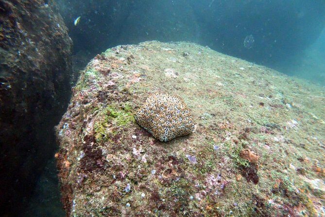 Scuba Diving in Unawatuna - Equipment and instruction: how they make it manageable for first-timers