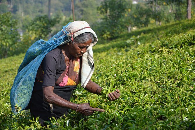 Shore Excursion From Colombo port to Ingiriya Tea Plantation & back for 2 People - Ceylon Tea Plantation: plucking and tea manufacturing you can actually see