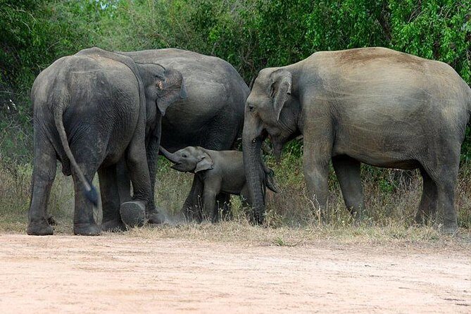 Shore Excursion Hambantota Port to Yala Safari and Come back(All Inclusive) - Key things to know before you go