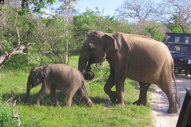 Shore Excursion Hambantota Port to Yala Safari and Come back(All Inclusive) - Hambantota to Yala: a short shore day with big expectations