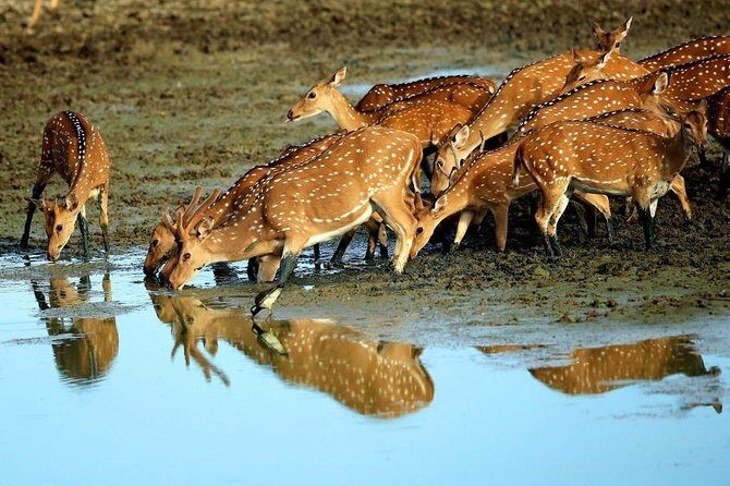Shore Excursion Hambantota Port to Yala Safari and Come back(All Inclusive) - Yala National Park safari: why the scenery matters for wildlife