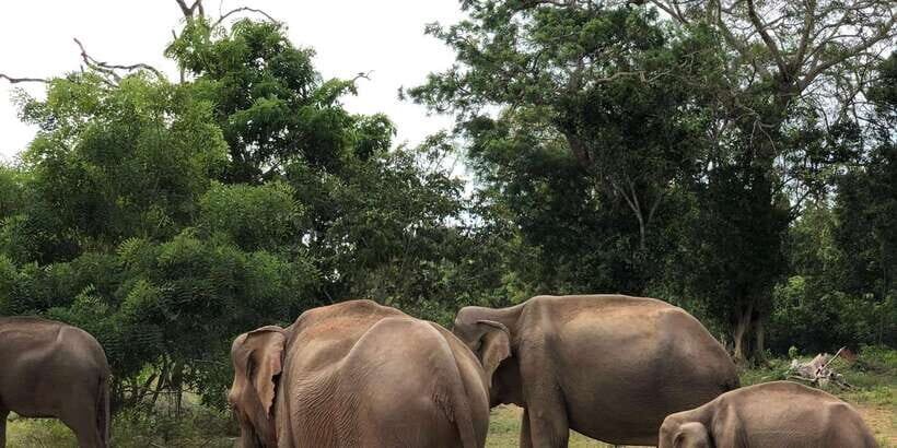 Sigiriya and Dambulla Private Full-Day Tour - Village life around Sigiriya: farming, cooking, and real daily rhythm