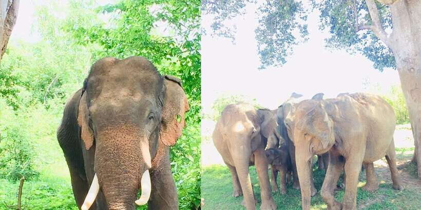 Sigiriya, Dambulla, and Village Safari Day Tour from Negombo - Practical Tips to Make This Day Feel Easier