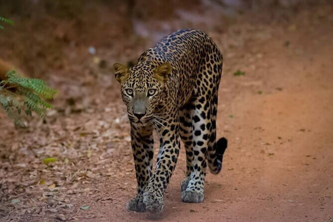 Sigiriya & Dambulla Day Tour - Sri Muthumariamman Temple and the wildlife-style timing near Minneriya