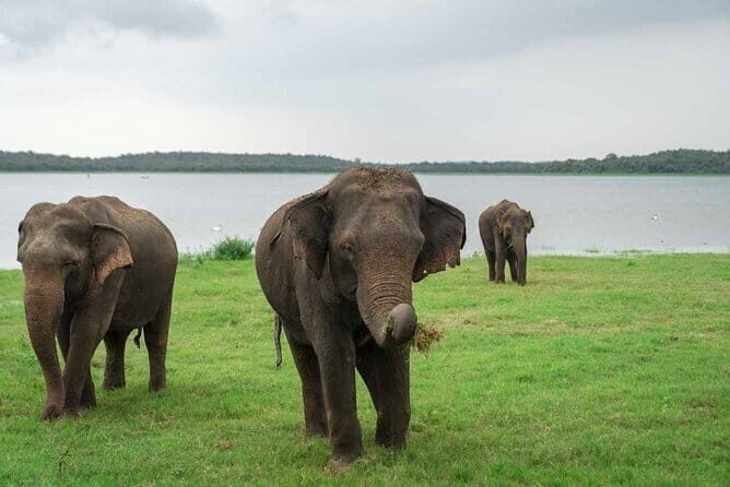 Sigiriya Hike & Minneriya Safari Private Full Day Tour - Lunch and Comfort: Bottled Water and Optional Village Lunch
