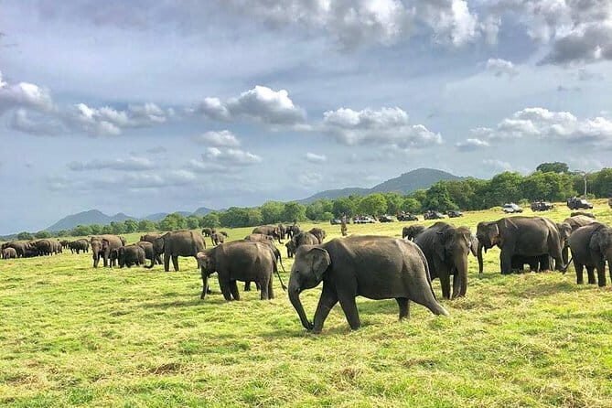 Sigiriya Hike & Minneriya Safari Private Full Day Tour - Tips That Help You Get More From the Day