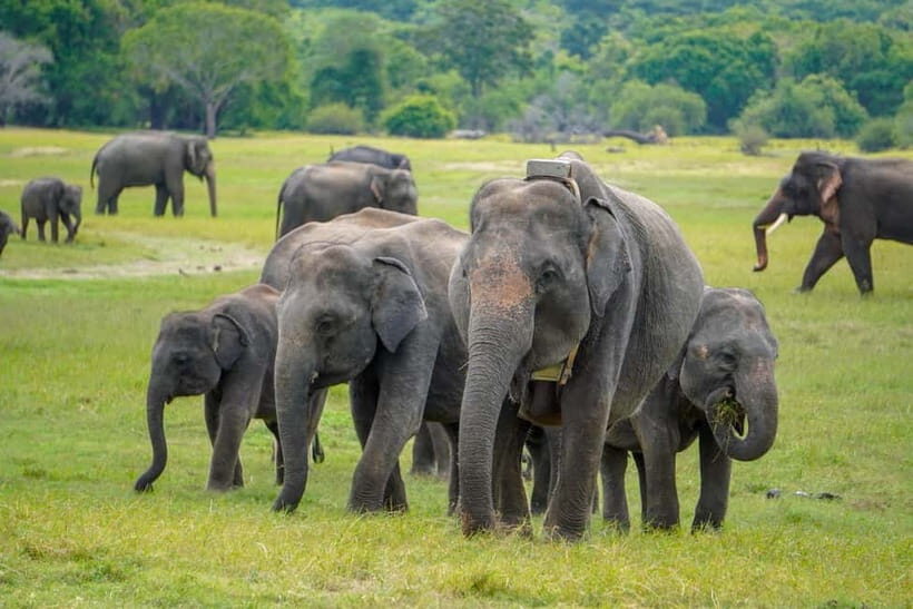 Sigiriya Lion Rock Hike & Minneriya National Park Safari - Key highlights that matter