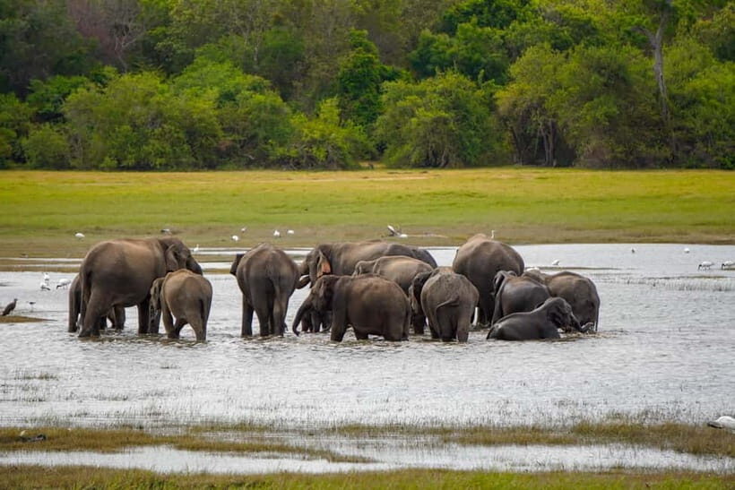 Sigiriya Lion Rock Hike & Minneriya National Park Safari - Sigiriya + safari in 10 hours: what the pace really feels like