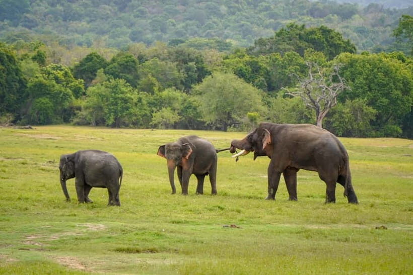 Sigiriya Lion Rock Hike & Minneriya National Park Safari - Lunch break in the middle: keep it simple and keep moving