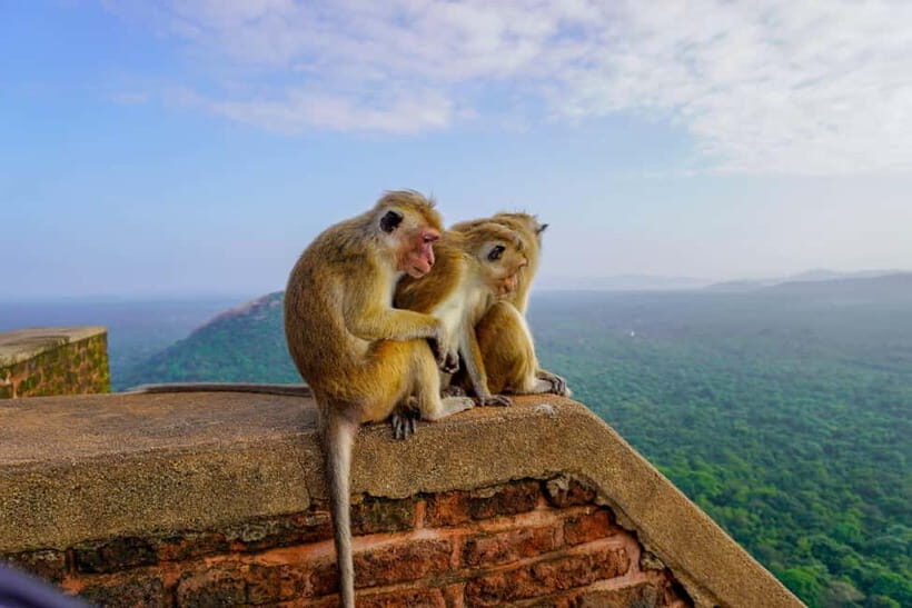Sigiriya Lion Rock Hike & Minneriya National Park Safari - The safari jeep and guide: how sightings actually improve