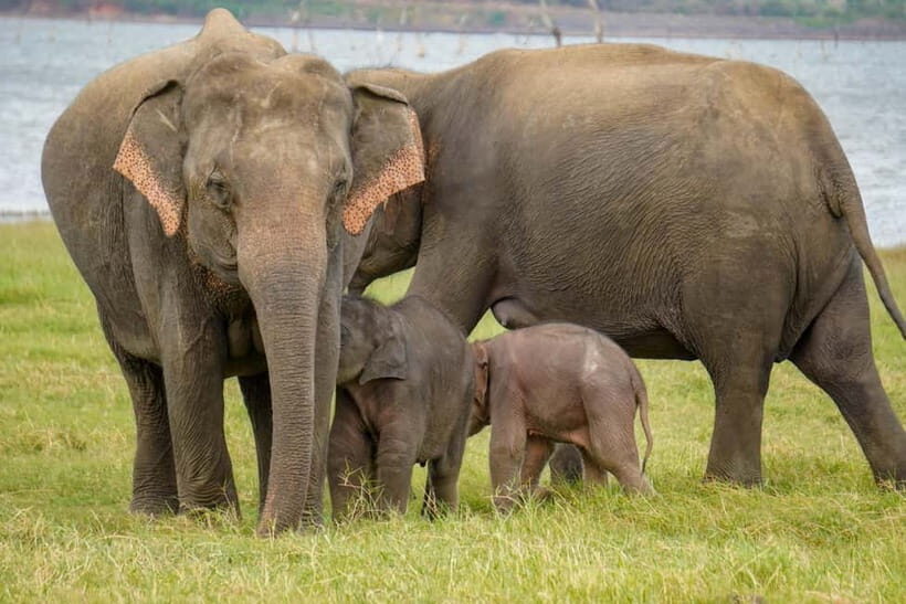 Sigiriya Lion Rock Hike & Minneriya National Park Safari - Getting picked up and dropped off: fewer hassles than you think