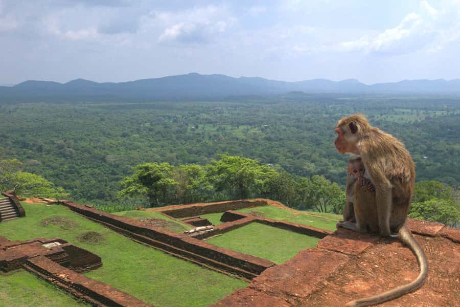 Sigiriya: Sigiriya or Pidurangala Sunrise/Sunset Hike - Price and value: what $28 covers (and what it doesn’t)