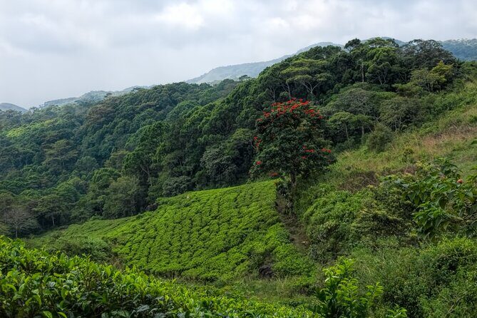 Sinharaja Rain Forest Guided Day Tour - Why Sinharaja Rain Forest feels different from most day trips