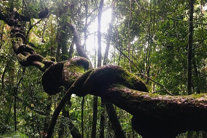 Sinharaja Rain Forest Guided Day Tour - Price and value: what $29.90 really buys you