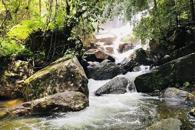 Sinharaja Rain Forest Guided Day Tour - Logistics that matter: meeting point, pickup, and how to plan your morning