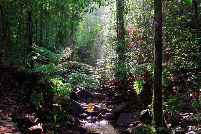 Sinharaja Rain Forest Guided Day Tour - Gin Ganga river-bank border walk: what to look for