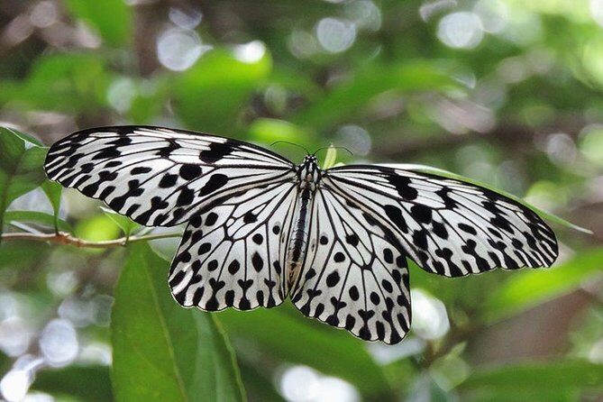 Sinharaja Rain Forest Tours (Full Day) - Key things I’d circle before you go