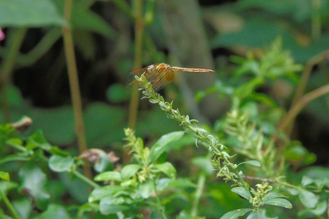 Sinharaja Rain Forest Tours (Full Day) - Natural fish therapy: what it is and when it fits