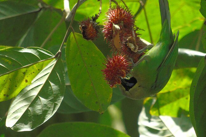 Sinharaja Rain Forest Tours (Full Day) - Spotting Sri Lankan endemics: why the guide makes or breaks the day