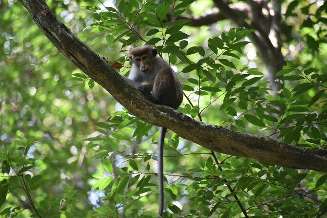 Sinharaja Rain Forest Tours (Full Day) - Entering the reserve: leeches, safety, and the gear question