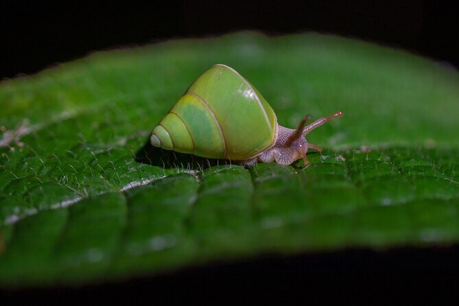 Sinharaja Rainforest Day Tour By Rainforest Expedition - Entering Sinharaja: why this day tour works