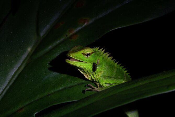 Sinharaja Rainforest Day Tour By Rainforest Expedition - Stop 2: Sinharaja Forest Reserve for longer wildlife searching