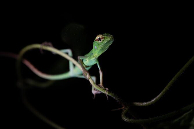 Sinharaja Rainforest Day Tour By Rainforest Expedition - Lunch pack, leech socks, and raincoats that actually help