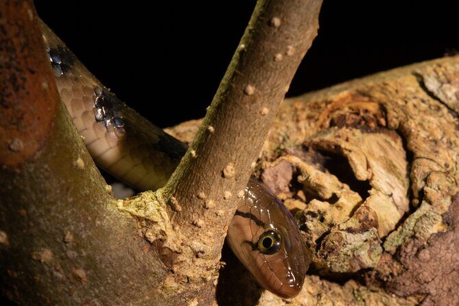 Sinharaja Rainforest Day Tour By Rainforest Expedition - Price and value: what $42 covers in the real world