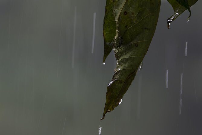 Sinharaja' rainforest - Discovery Tour (half day) - Leeches and Rain Gear: Plan Your Body, Not Just Your Clothes