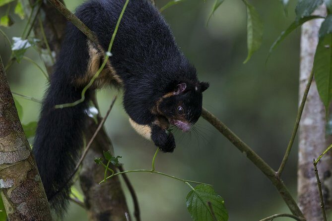 Sinharaja' rainforest - Discovery Tour (half day) - Price and Value: Is $25.65 Good for This Experience?
