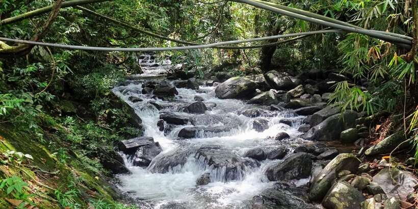 Sinharaja Rainforest Private & Customize Tour - Lunch in the forest: practical food with big atmosphere