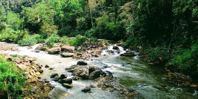 Sinharaja Rainforest Private & Customize Tour - Price and value: what $110 per person is buying