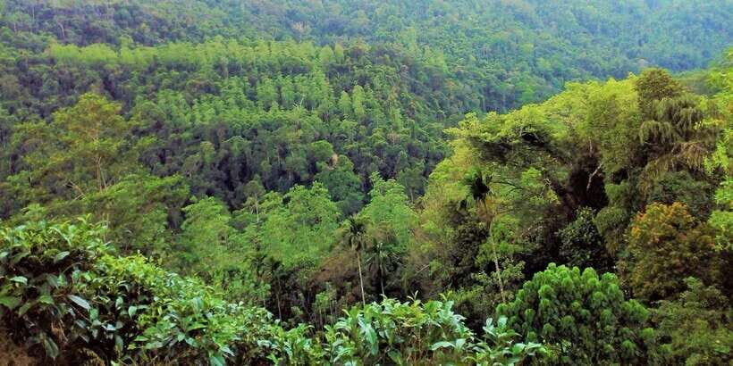 Sinharaja Rainforest Private & Customize Tour - Weather and packing: how to make the day comfortable