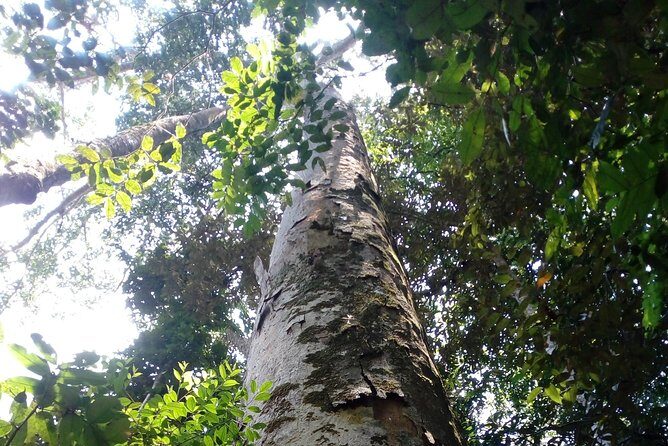 Sinharaja Rainforest Tour - What the Guide Helps You See (And How to Get Better Sightlines)