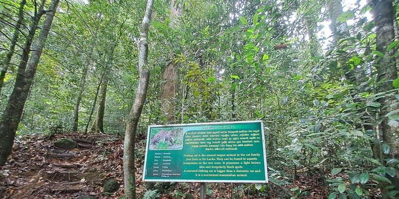 Sinharaja Rainforest Tour - Who this Sinharaja tour suits best