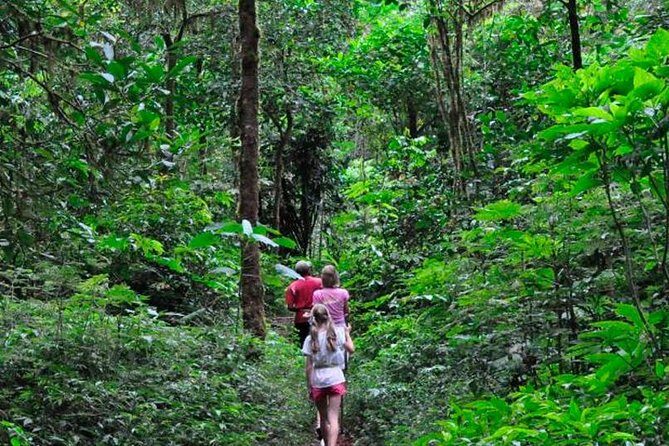 Sinharaja Rainforest Trekking Private Day Trip with Local Lunch - Key highlights at a glance