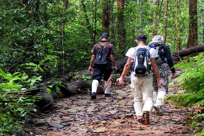 Sinharaja Rainforest Trekking Private Day Trip with Local Lunch - The guided trek: pacing, leech socks, and waterfall expectations