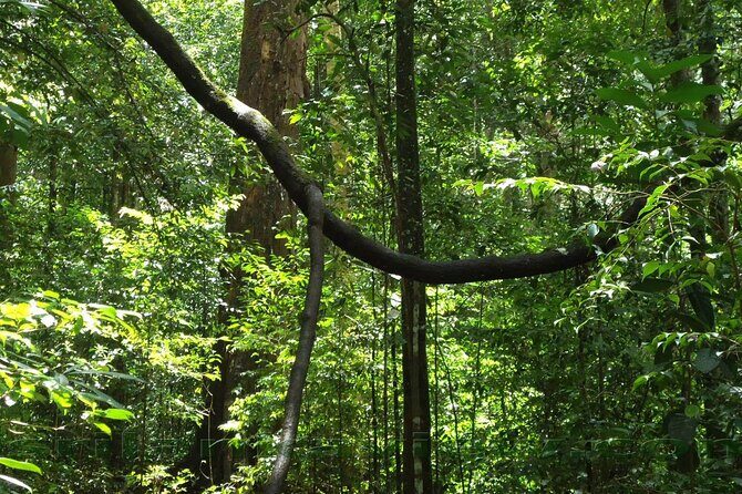 Sinharaja Rainforest Trekking Private Day Trip with Local Lunch - What the lunch really adds to a long jungle day