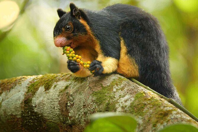 Sinharaja Rainforest Trekking Private Day Trip with Local Lunch - How the 8–10 hour schedule feels in real life