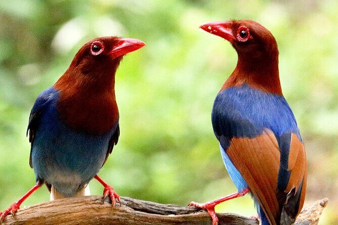 Sinharaja Rainforest Trekking Private Day Trip with Local Lunch - Price and value: what $120 includes (and why it can be worth it)