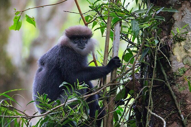 Sinharaja Rainforest Trekking Private Day Trip with Local Lunch - Who this private Sinharaja day trek suits best