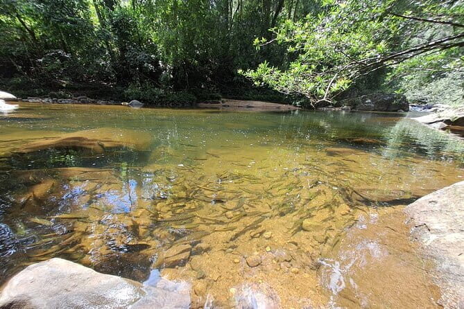 Sinharaja Rainforest Trip - Hotel pickup and the 8:00 am start along the south coast