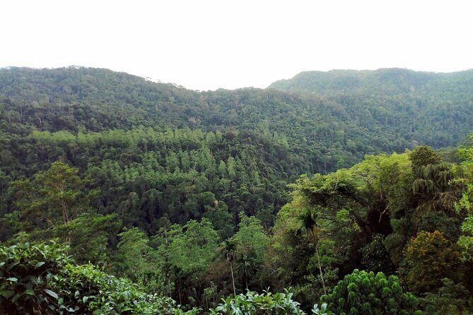 Sinharaja Rainforest & Udawalawe Safari - 2 Days, All Inclusive - Overnight in Udawalawe: why a night stay helps your safari odds